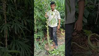 ঘটি বাঁশ গাছ গুলো মাত্র ২৪০ টাকা। shorts minivlog gardening trendingshorts bambutree [upl. by Goff]