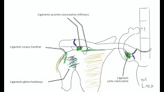 Arthrologie du membre supérieur Physiologie articulaire de lépaule [upl. by Phina]