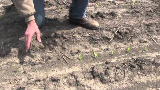 Corn Replanting Six Things To Consider [upl. by Moyer733]