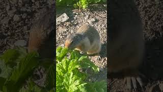 Ground Squirrel in Glacier National Park nature Montana [upl. by Imrots423]