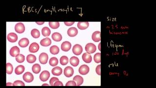 Blood Cells and Bone Marrow Part 1 of 2 [upl. by Heiney]