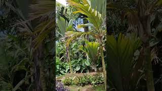 A Walk Through the Palmetum The World’s Palms in One Garden [upl. by Meid]