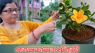 এটা একবার গাছে প্রয়োগ করলে আসবে শত শত ফুল  Hibiscus plant care [upl. by Bocock]