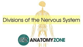 Divisions of the Nervous System [upl. by Waverly]