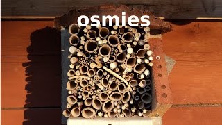 Un nichoir habité par les abeilles maçonnes  La naissance des Osmies [upl. by Notrem]