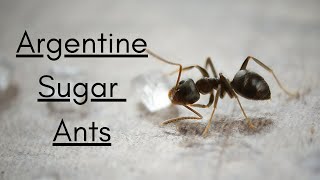 Unbelievable Facts About Argentine Sugar Ants [upl. by Allrud]