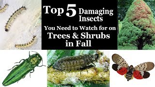 Top 5 Damaging Insects to look for on Your Trees and Shrubs in Fall [upl. by Hartmunn]