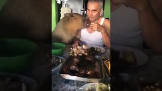 El increible video viral del carpincho que come asado en Corrientes [upl. by Muna]