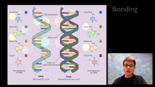 Nucleic Acids [upl. by Enoed]