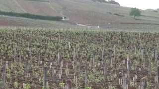 Domaine de la Romanee ContiDRCLa TâcheBurgundyburgundbourgogne [upl. by Sauder]