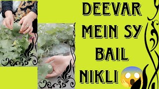 DEWAAR MEIN SY BAIL NIKLLI😱😱😱😲OMGSam Khan Vlogsfully entertainmentfunnyLahore Pakistan [upl. by Aisyram]