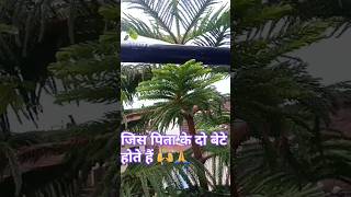 जिस पिता के दो बेटे होते हैं 🙏🙌suvichhar motivational ytshortsvideo viralreels [upl. by Wilburt]