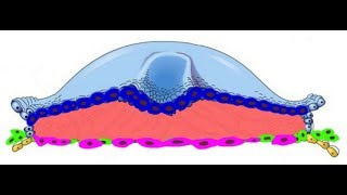 EMBRYOLOGY IV Gastrulation Lets Start the Embryonic Period 3rd week [upl. by Parker648]