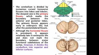 Anatomy of the Cerebellum Basic amp Clinical part 1 [upl. by Anawek872]