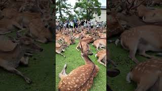 Bowing Deers of Nara Japan 🙇🦌🫎 [upl. by Ahlgren756]