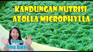 KANDUNGAN NUTRISI AZOLLA MICROPHYLLA  Bonus GIVE AWAY [upl. by Ursi314]