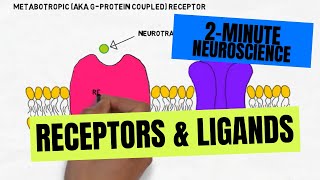 2Minute Neuroscience Receptors amp Ligands [upl. by Trakas]