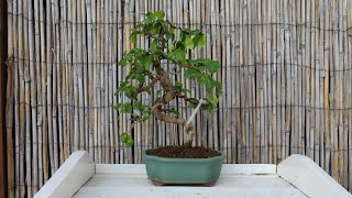 Carmona bonsai borágó fa és Ficus gondozás [upl. by Gnoht]