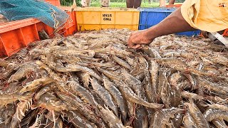 Berkaitan Dengan Pemanenan Udang Penaeus Vannamei di Tambak [upl. by Adaminah]