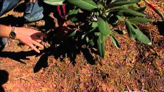 Rhododendrons PlantingPart III [upl. by Ahsain]