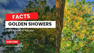 Facts About Golden Showers Tree  Amaltas Flower  Chouhei Upal in Manipur [upl. by Offen953]