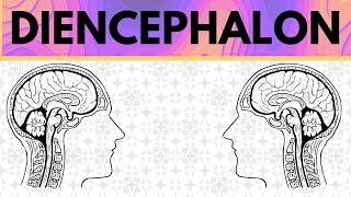 Diencephalon Explained  Epithalamus Thalamus Subthalamus and Hypothalamus [upl. by Eigla]