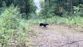 Beirl’s English setters Rio bird workpigeons [upl. by Nwadrebma]