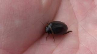 Predaceous Diving Beetle Dytiscidae Grophoderus occidentalis in Hand [upl. by Ruyle]