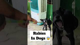 Rabies In Dogs 😰  478 [upl. by Deraj]