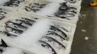 Fish auction  Peterhead fish market Feb 2019 [upl. by Allana]