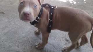 Blue Fawn pitbull [upl. by Whit]