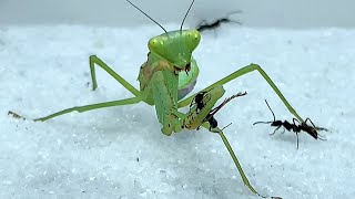 When Mantis meets a group of ants ants fight mantisMantis vs fierce ants 螳螂大战蚂蚁 [upl. by Fulbert]