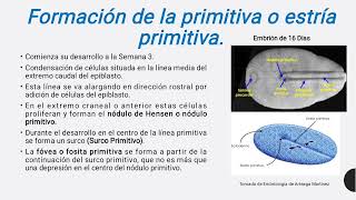 Embriología Humana [upl. by Eniahs371]