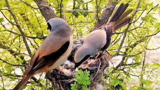 Longtailed Shrike bird parents feeding fly worm and taking poop off BirdPlusAnimals [upl. by Ahsiekram87]