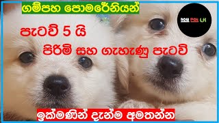 pomeranian dog price sri lanka  pomeranian dog price in sri lanka 2024  new pet lk  dog price [upl. by Giltzow]