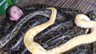 SNAKE MASSAGE COMES TO CEBUTRAVEL CULTURE FUN ADVENTUREsnake massage [upl. by Michaud]