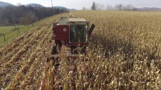 Corn Harvest IH 615 Combine and New Idea 325 Corn Picker [upl. by Merilyn]