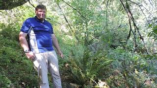 Plant Speed Dating  Sword Fern Polystichum munitum [upl. by Samid]