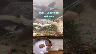 ഇവൻ കഴിക്കുന്നെ കാണാൻ ഒരു പ്രേത്യേക വൈബ് ആണ്  Redtail cat fish feeding  redtailcatfish feeding [upl. by Rodolfo11]