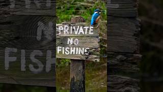 Capturing the perfect image of the Kingfisher on the sign The Results [upl. by Ahsatin]