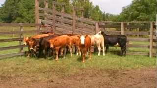 PIEDMONTESE ORGANIC BEEF CATTLE [upl. by Afihtan]