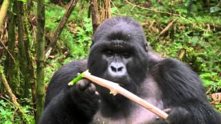 Mountain Gorilla Feasting on Bamboo [upl. by Ernald580]