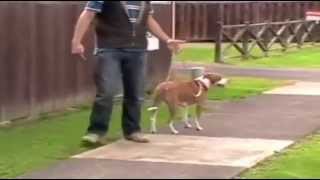 Stop Dog Leash Pulling  Dog Obedience Training Video [upl. by Okika212]