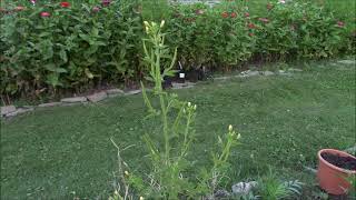 Cleome Viscosa properties and uses [upl. by Lenhart]