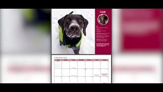 TSA releases hardworking dog calendar [upl. by Schwejda]