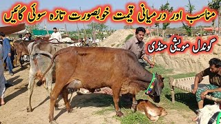 Beautiful Low And Middle Prices Milking Cows Prices Updates on Gondal Mandi By My Life Channel [upl. by Dnomra]