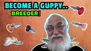 Become A Guppy Breeding Pro How To Breed Prizewinning Fish [upl. by Lose]