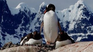 Exploring Antarctica [upl. by Lanaj]