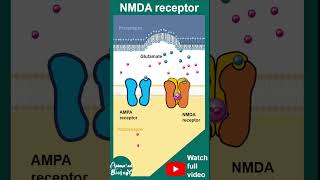 NMDA receptors  ionotropic receptors  NMDA receptor and memory  1 minute neuroscience  USMLE [upl. by Libna]