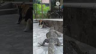 KUCINGNYA KAGET  BIAWAK PELIHARAAN reptil binatangpeliharaan varanussalvator [upl. by Laud]